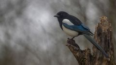_RGZ1391_20240304_132241-30