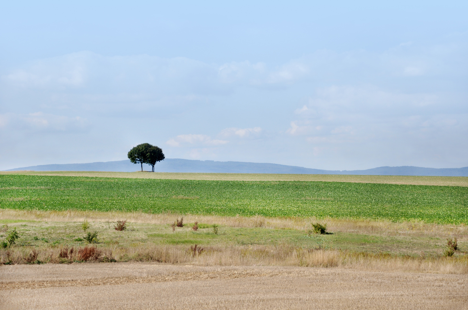 rh+ Rheinhessen - Felder