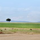 rh+ Rheinhessen - Felder