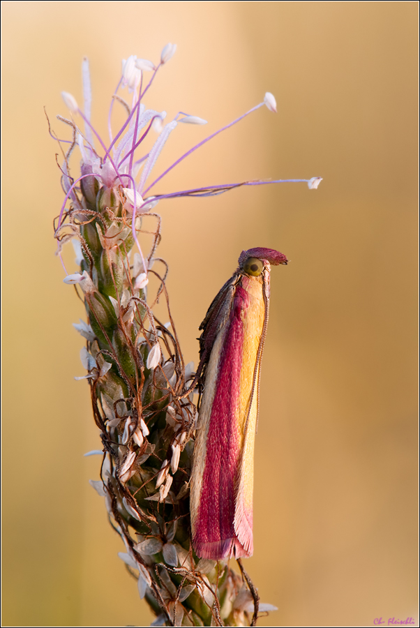 Rhababer - Zünsler - Oncocera semirubella