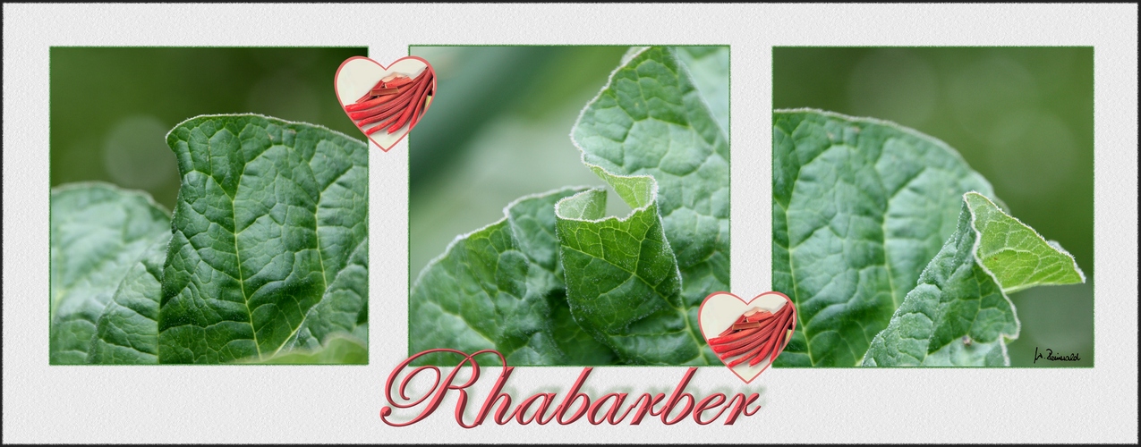 ~ Rhabarber ~