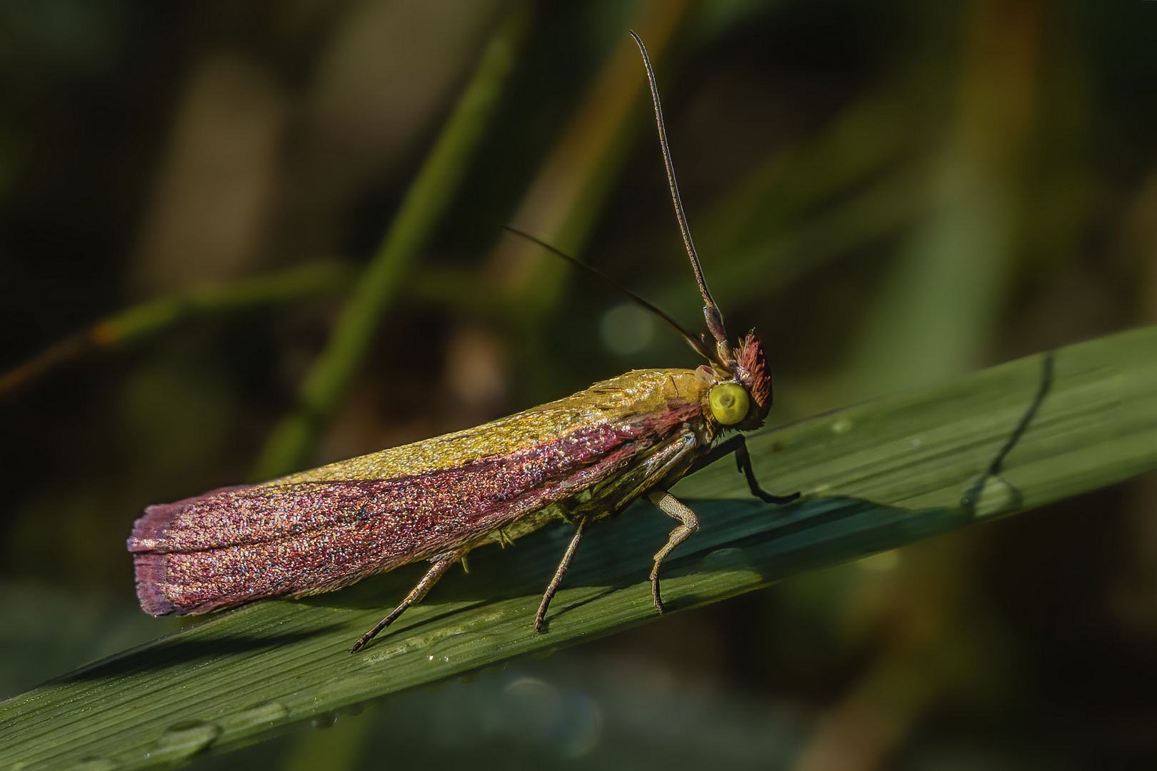 Rhabarber-Zünsler (Oncocera semirubella)