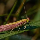 Rhabarber-Zünsler (Oncocera semirubella)