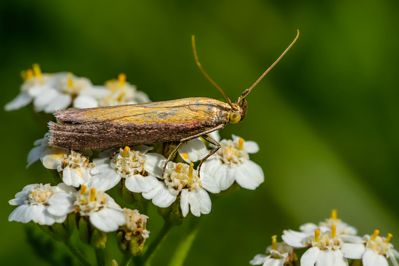 Rhabarber Zünsler (Oncocera semirubella)