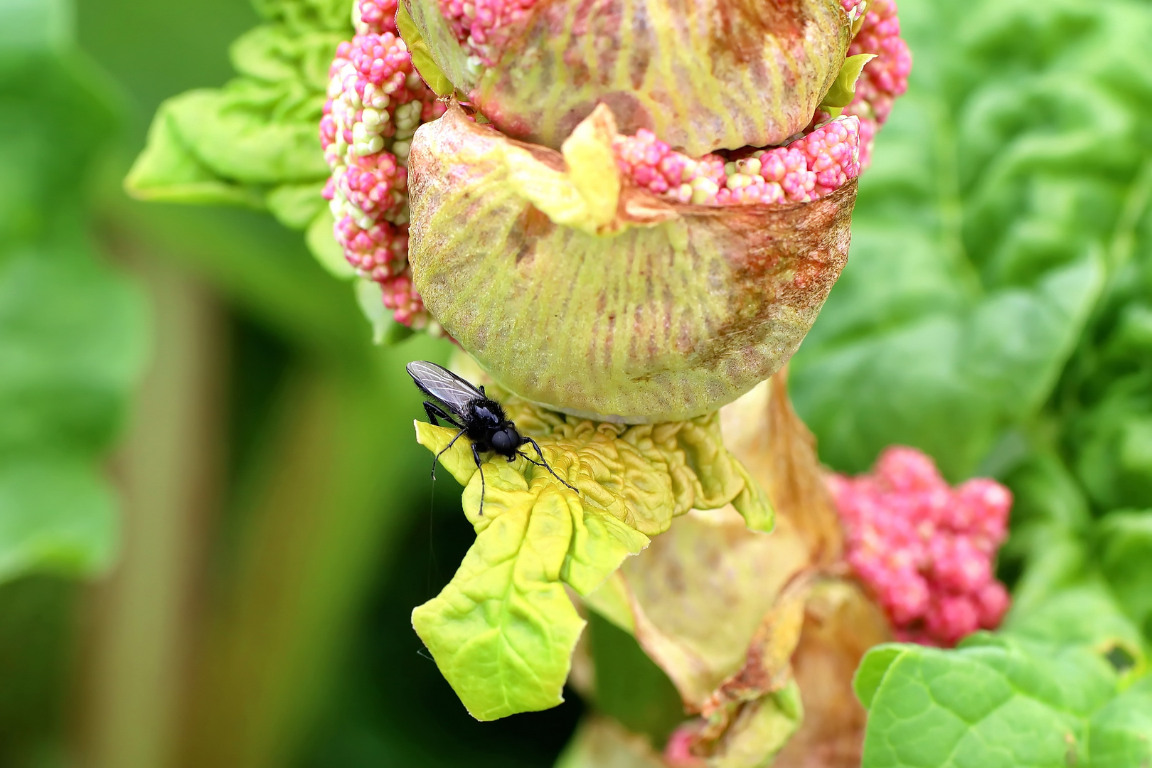 Rhabarberblüte mit Kundschaft