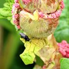 Rhabarberblüte mit Kundschaft