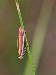 Rhabarberzünsler - Oncocera semirubella