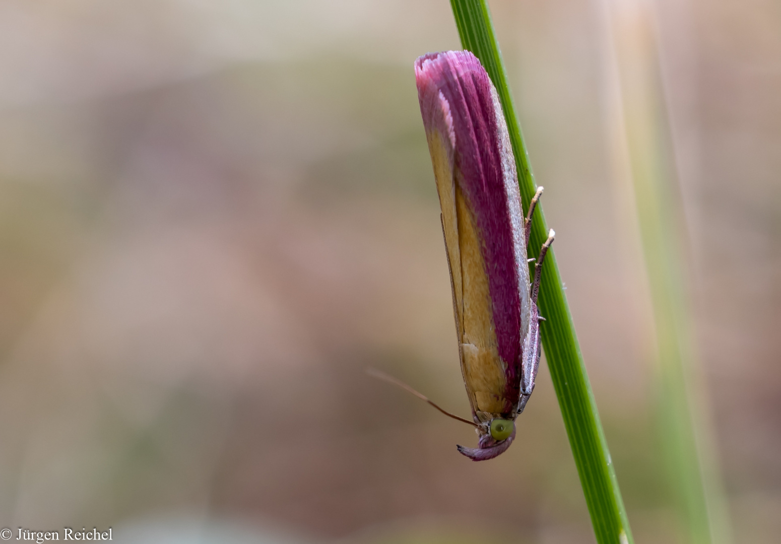 Rhabarberzünsler ( Oncocera semirubella ) 