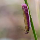 Rhabarberzünsler ( Oncocera semirubella ) 