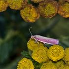 Rhabarberzünsler (Oncocera semirubella)