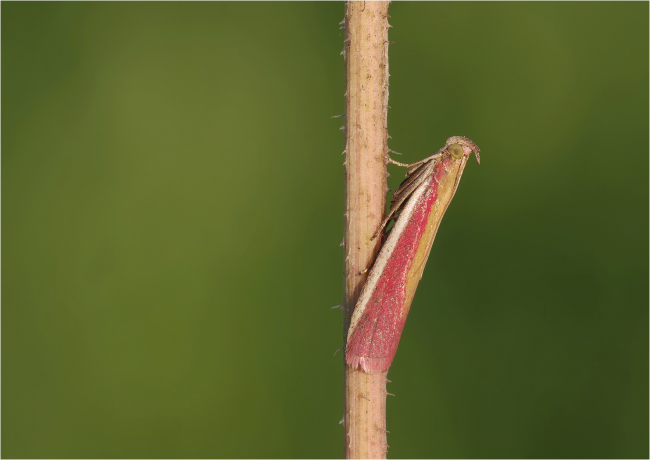 Rhabarberzünsler (Oncocera semirubella)