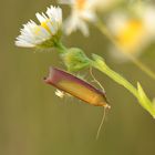 Rhabarberzünsler - Oncocera semirubella