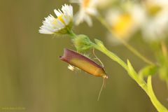 Rhabarberzünsler - Oncocera semirubella