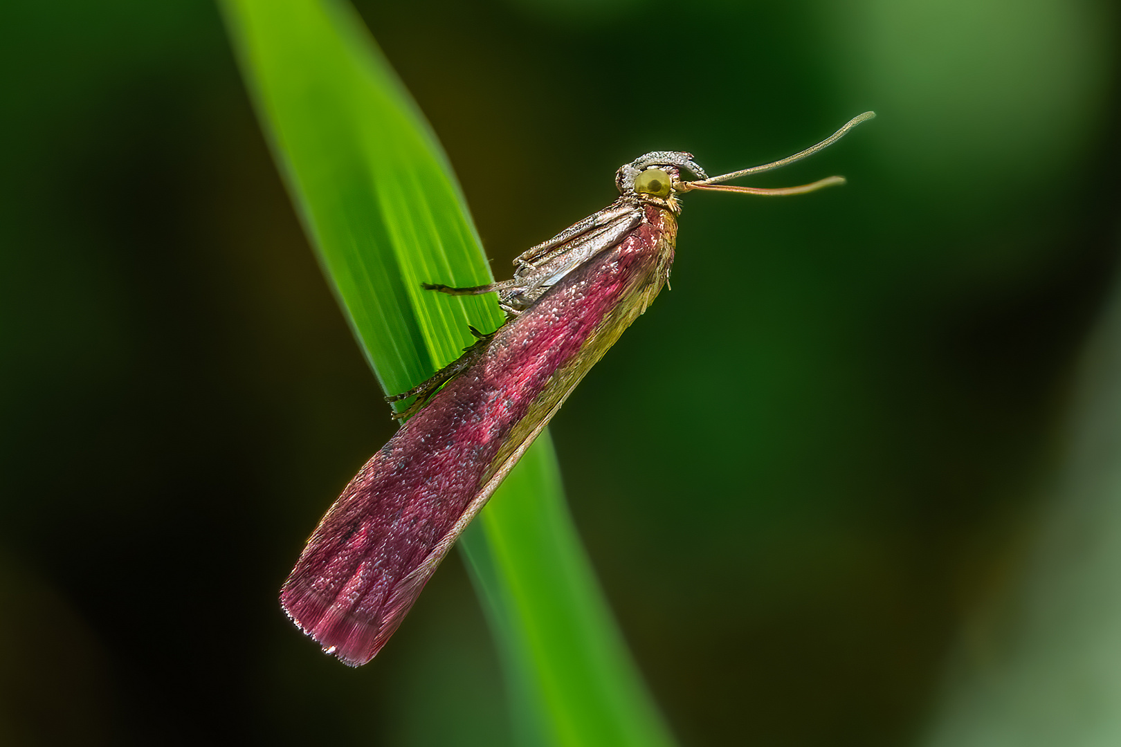 Rhabarberzünsler (Oncocera semirubella)