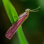 Rhabarberzünsler (Oncocera semirubella)