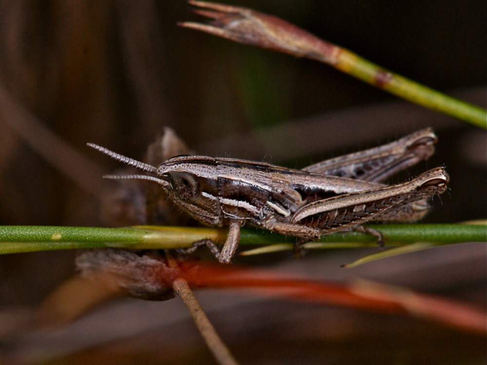 Rhachitopis spec. (Nymphe) (6a)