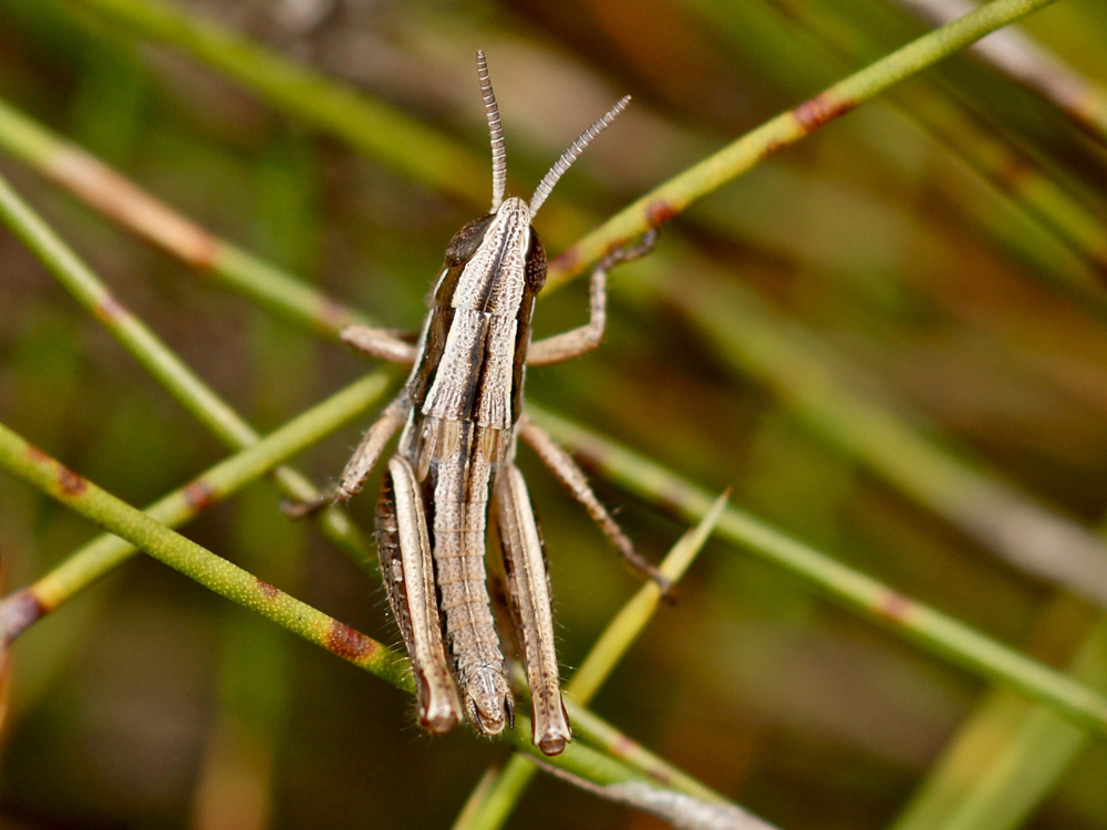 Rhachitopis spec. (Nymphe) (6b)