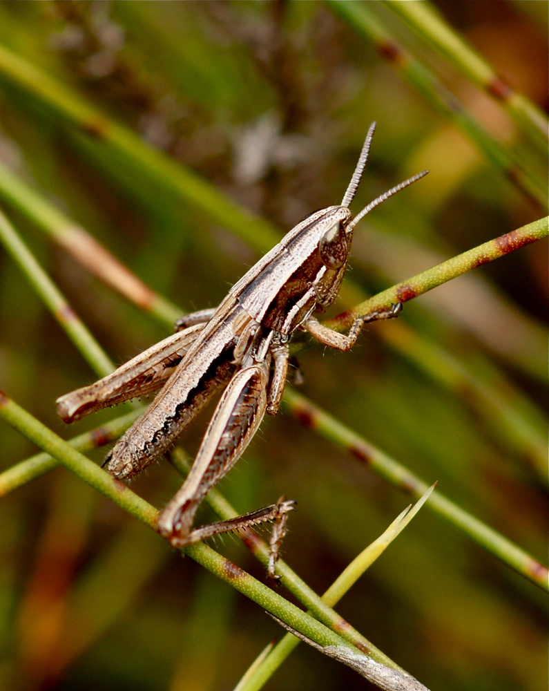 Rhachitopis spec. (Nymphe) (6c)