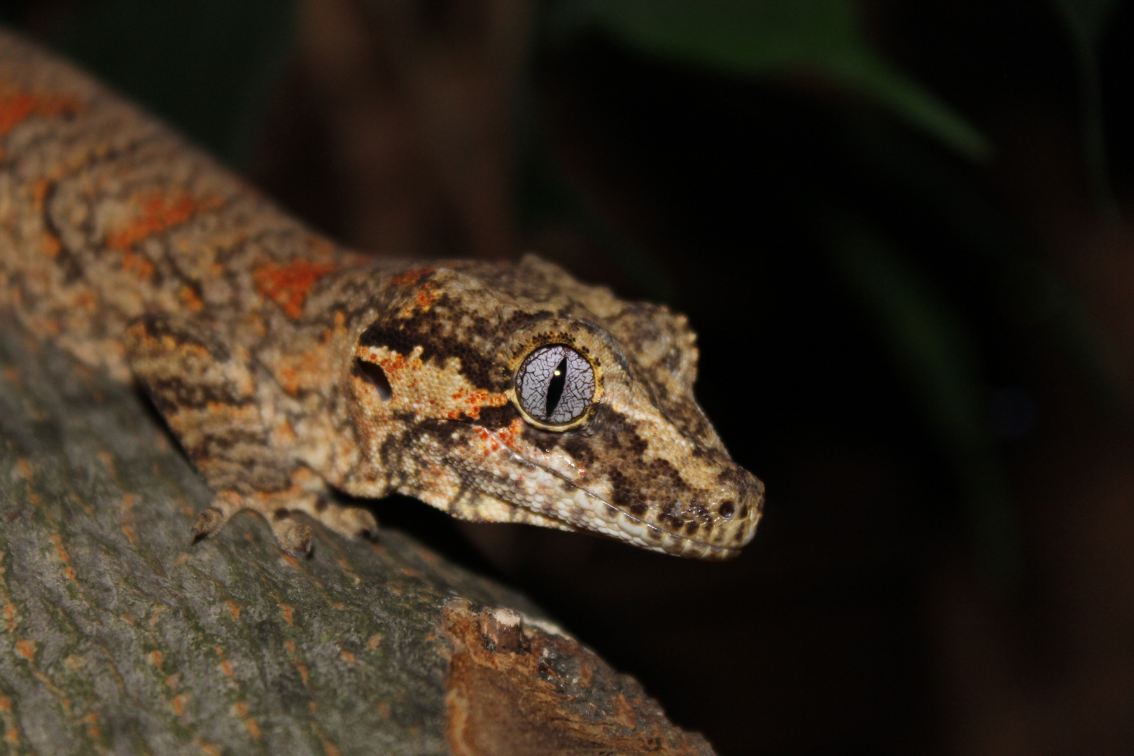 Rhacodactylus auriculatus