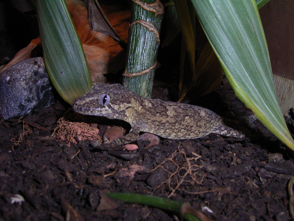 Rhacodactylus auriculatus