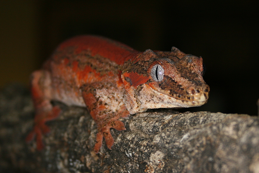 Rhacodactylus auriculatus - Höckerkopfgecko