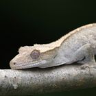 Rhacodactylus ciliatus