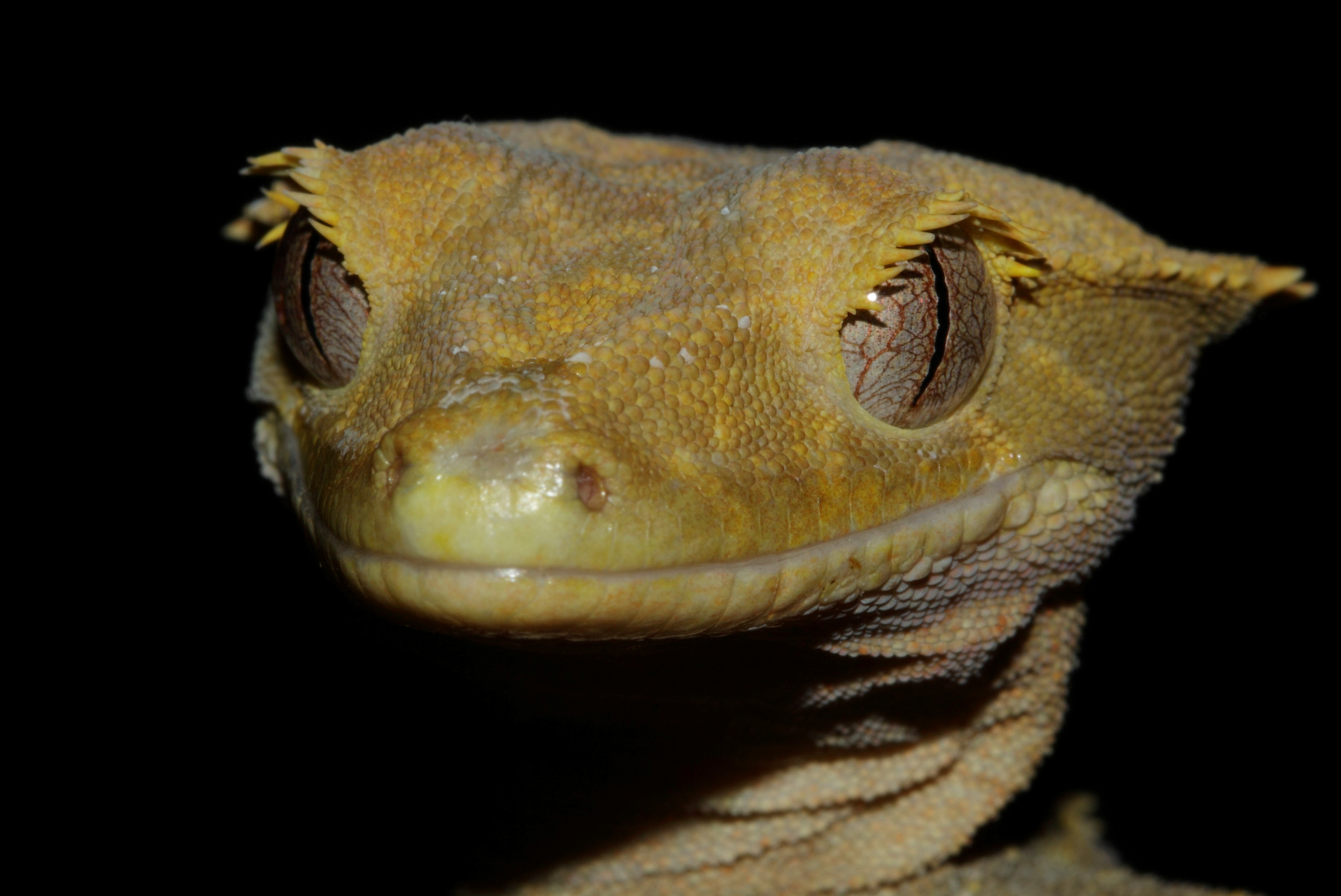 Rhacodactylus ciliatus