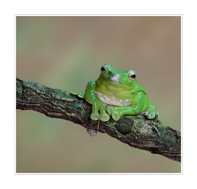 Rhacophorus nigropalmatus - Borneo Flugfrosch