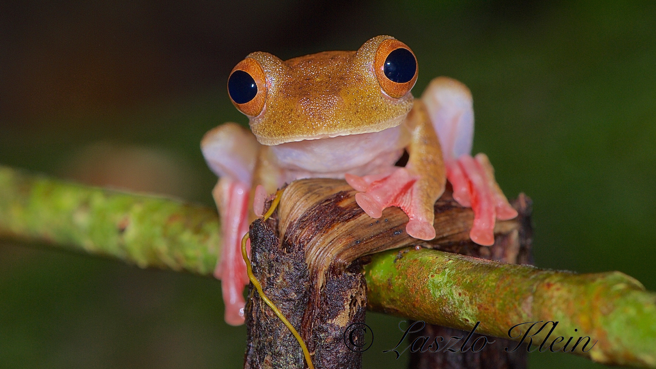 Rhacophorus pardalis Roter Flugfrosch