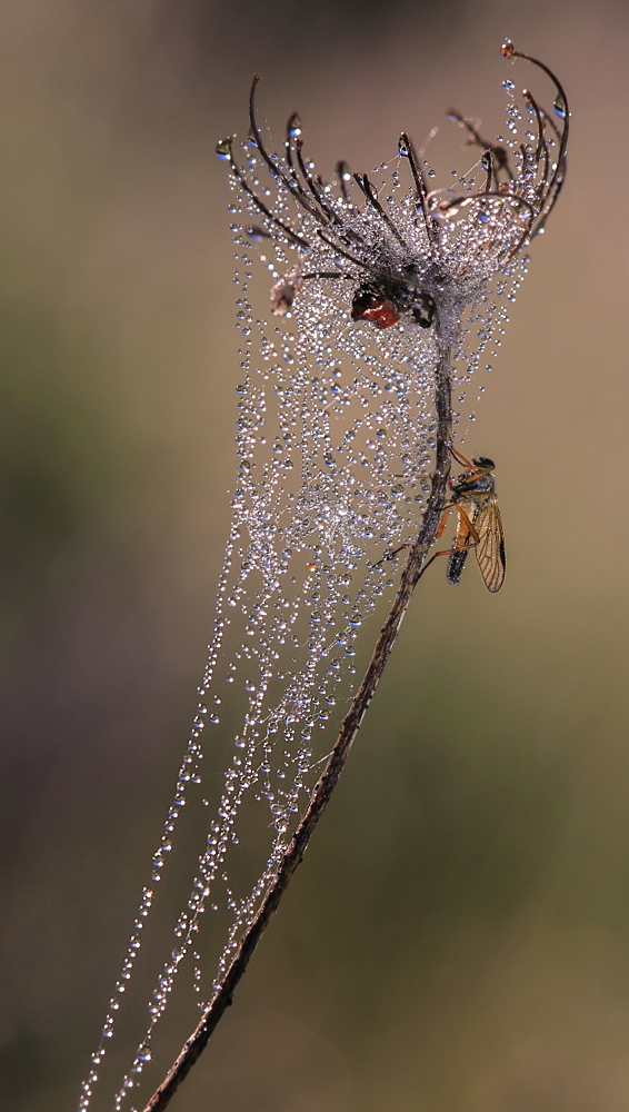 Rhagio scolopaceus