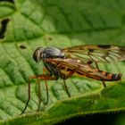 Rhagio scolopaceus (Gemeine Schnepfenfliege) Weibchen