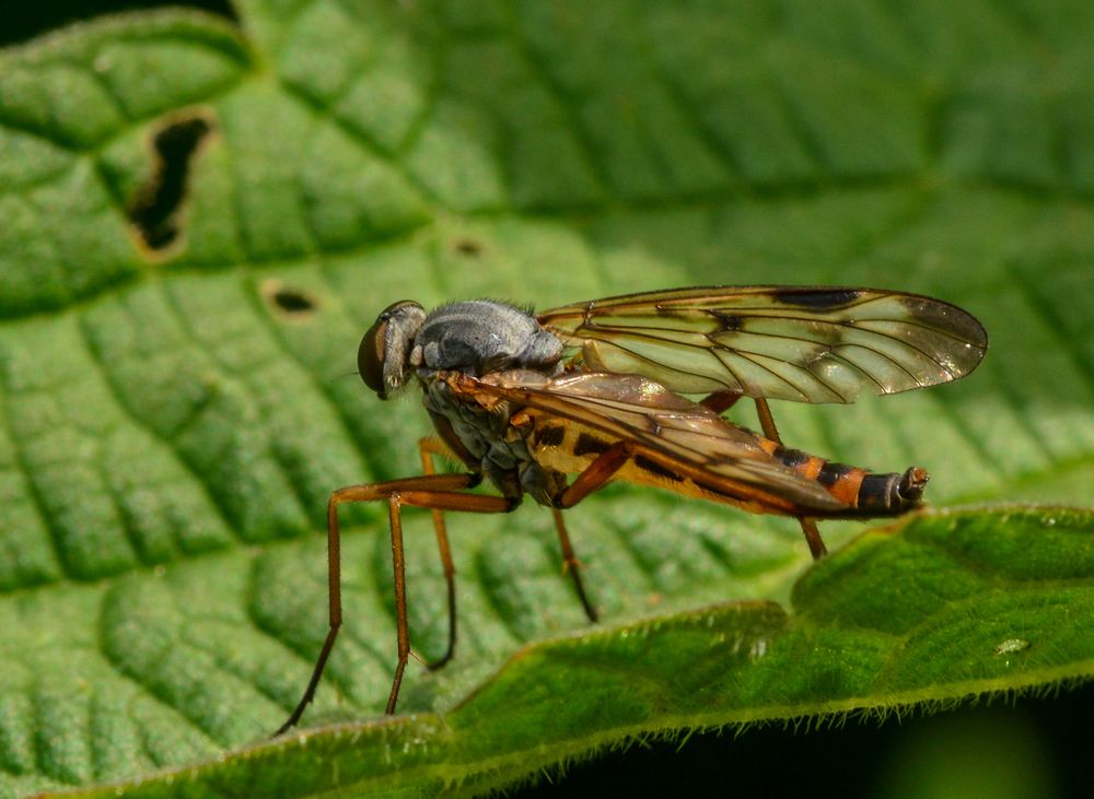 Rhagio scolopaceus (Gemeine Schnepfenfliege) Weibchen