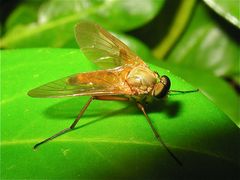 Rhagio triangularis (Fam. Rhagionidae, Schnepfenfliegen)