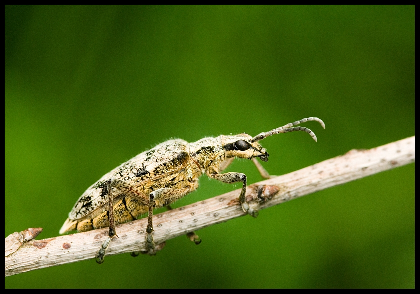 Rhagium inquisitor