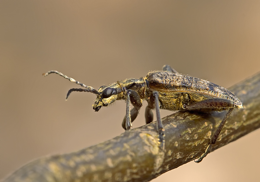 Rhagium inquisitor