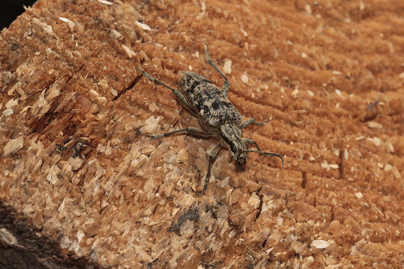 Rhagium inquisitor, der Kleine Zangenbock ...