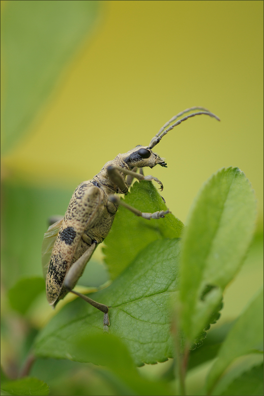 Rhagium mordax