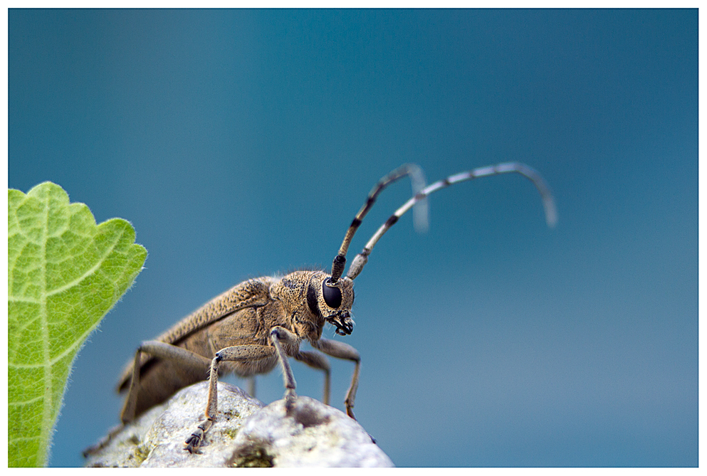 Rhagium mordax