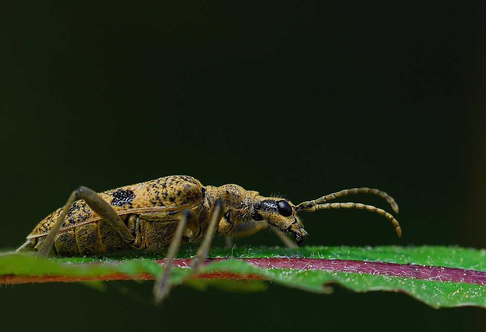 Rhagium mordax