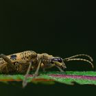 Rhagium mordax