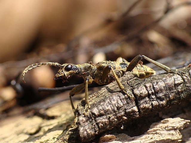 Rhagium mordax