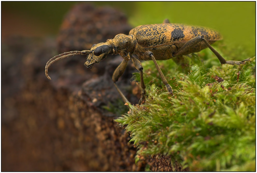 ~ Rhagium mordax ~