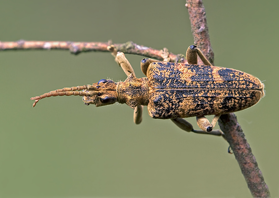 Rhagium sycophanta