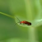 Rhagonycha 2