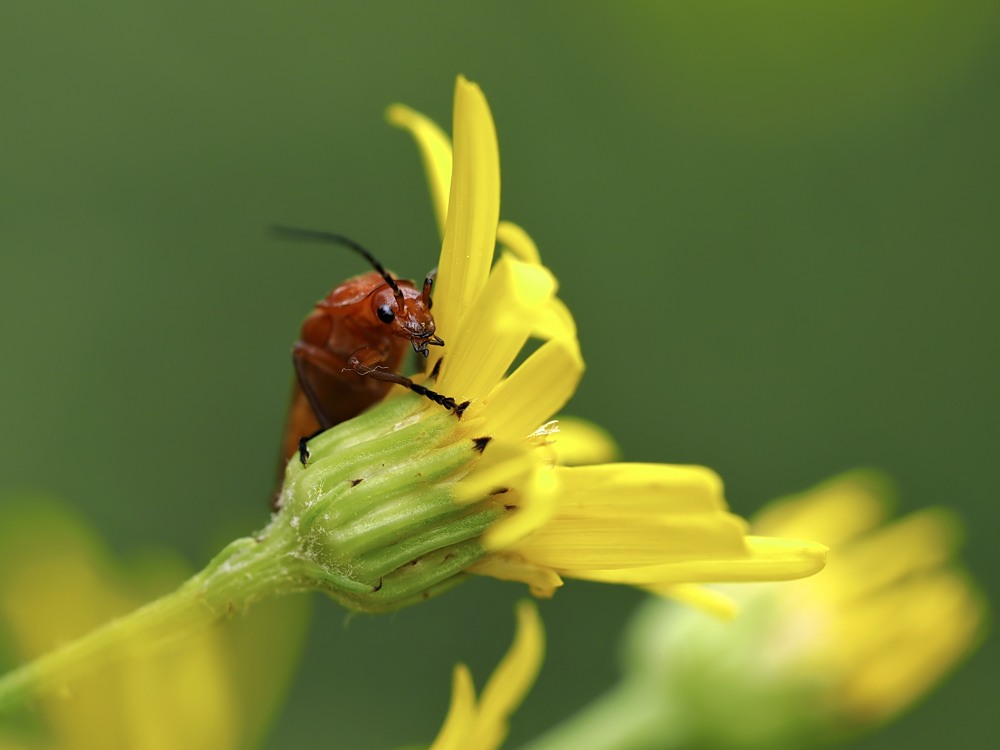 Rhagonycha ...