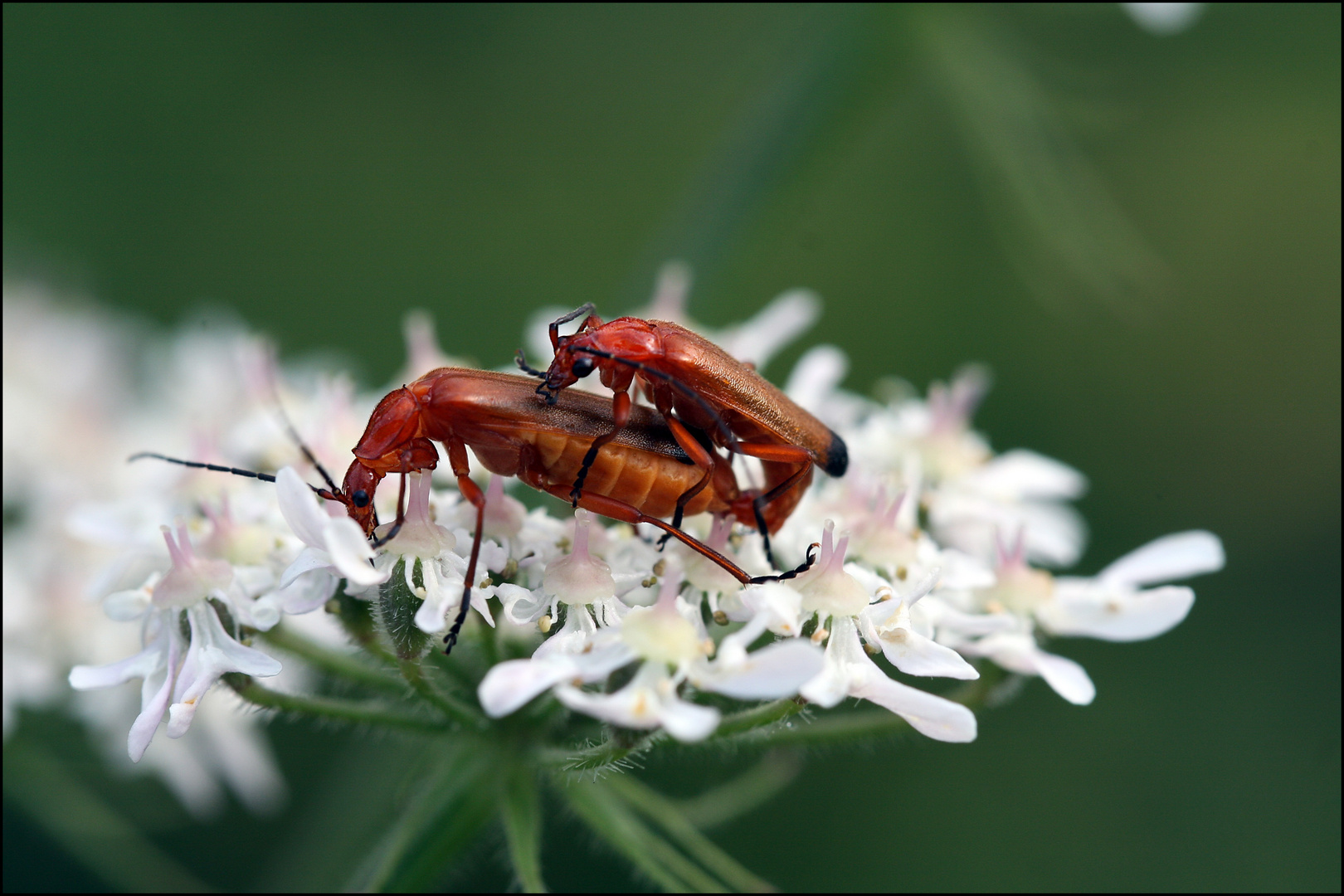 Rhagonycha fulva