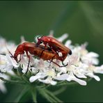 Rhagonycha fulva