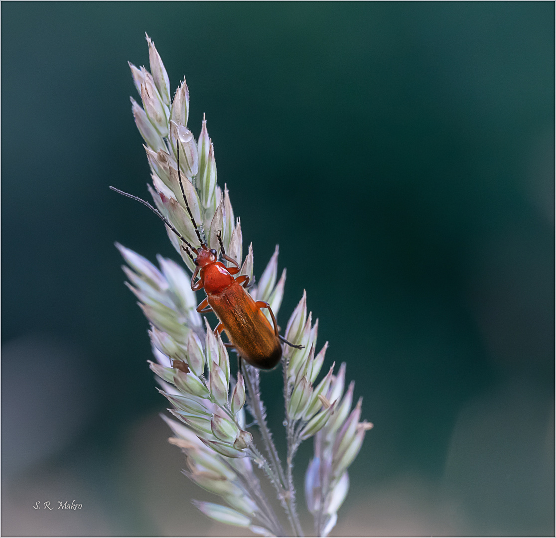 Rhagonycha fulva Foto & Bild tiere, wildlife, insekten Bilder auf