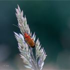 Rhagonycha fulva