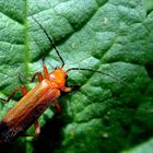 Rhagonycha Fulva...